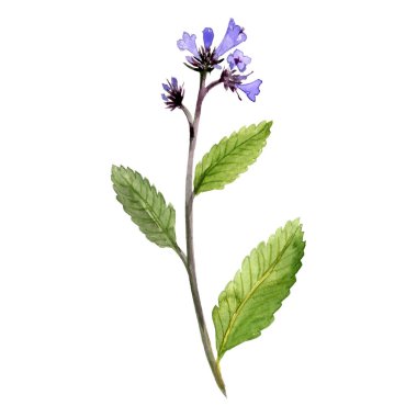 suluboya kalın yapraklı yerba noel baba