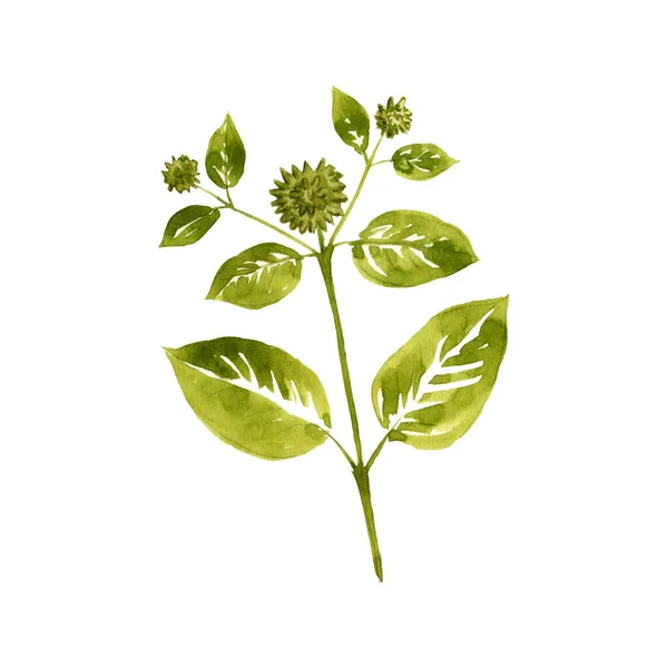 Acquerello disegno kratom — Foto Stock