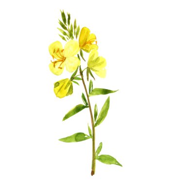 watercolor drawing evening primrose clipart