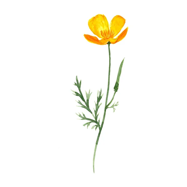 Waterverf tekening californian papaver — Stockfoto