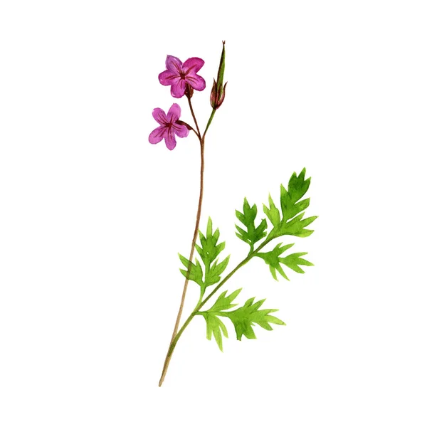 Acuarela dibujo Robert geranium — Foto de Stock