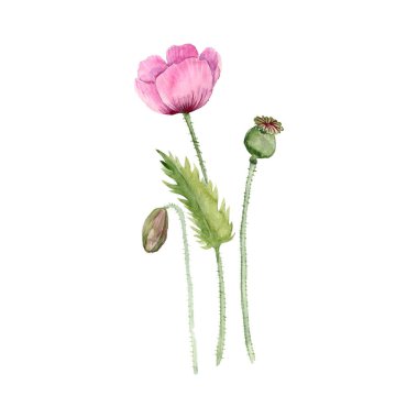 suluboya afyon çizimi