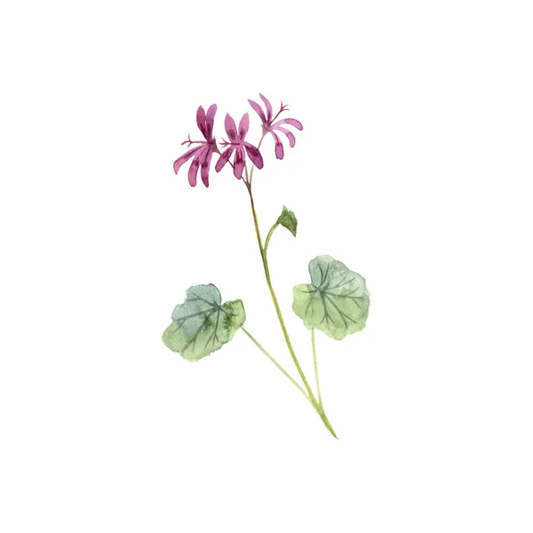 Akvarellteckning Pelargonium sidoides — Stockfoto