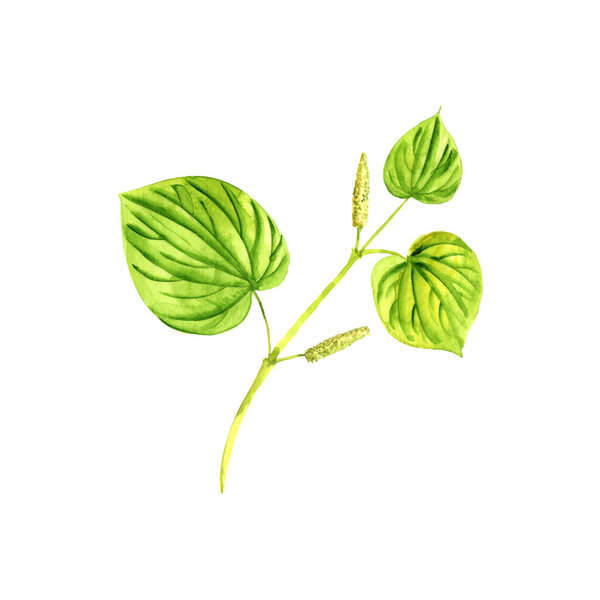 watercolor drawing kava plant