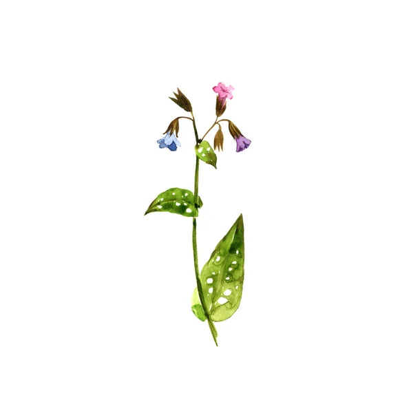 Watercolor drawing lungwort — Stock Photo, Image