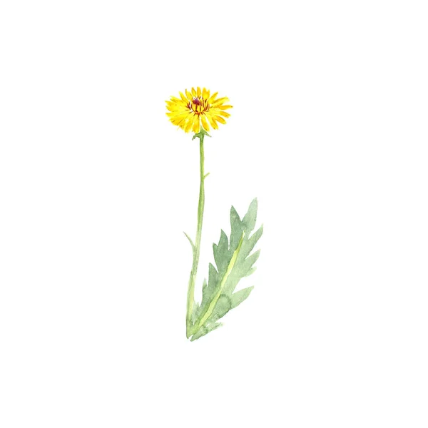 Watercolor drawing false sowthistle — Stock Photo, Image