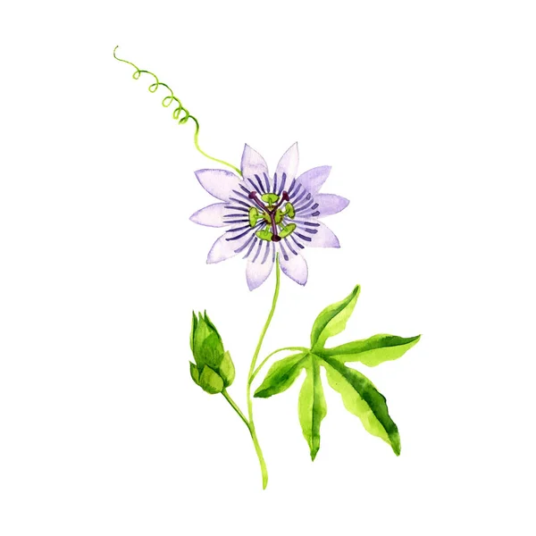 Aquarelle dessin passiflora — Photo