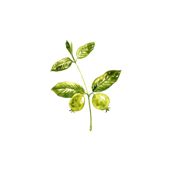 Aquarell-Zeichnung Guavenbaum — Stockfoto