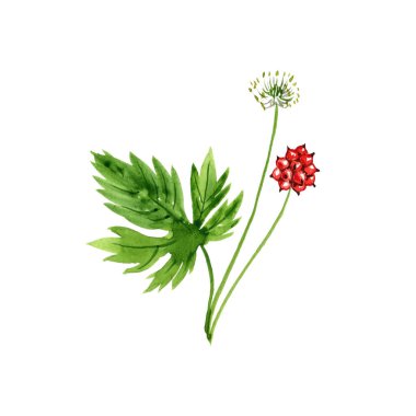 watercolor drawing goldenseal clipart