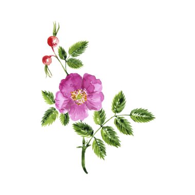 suluboya tarçın gülü çiziyor