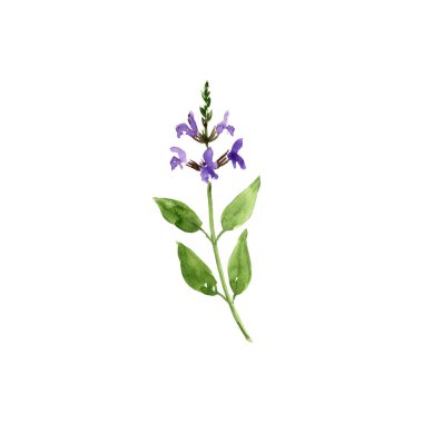 suluboya adaçayı çizimi