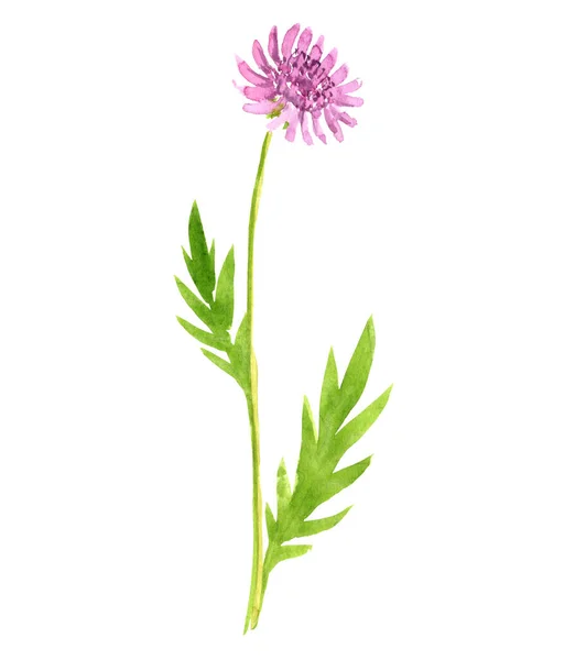 Champ de dessin aquarelle scabious — Photo