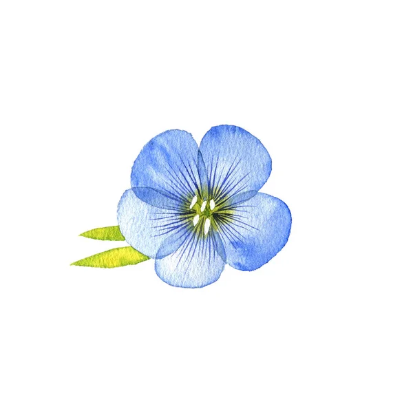 Waterverf tekening lijnzaad bloem — Stockfoto