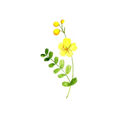 Suluboya çizimi avaram senna