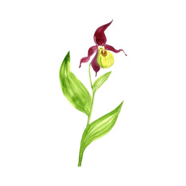 suluboya sarı kadın terliği çiziyor