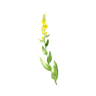 suluboya çizim aracı