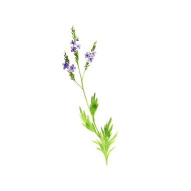 suluboya resim verbena