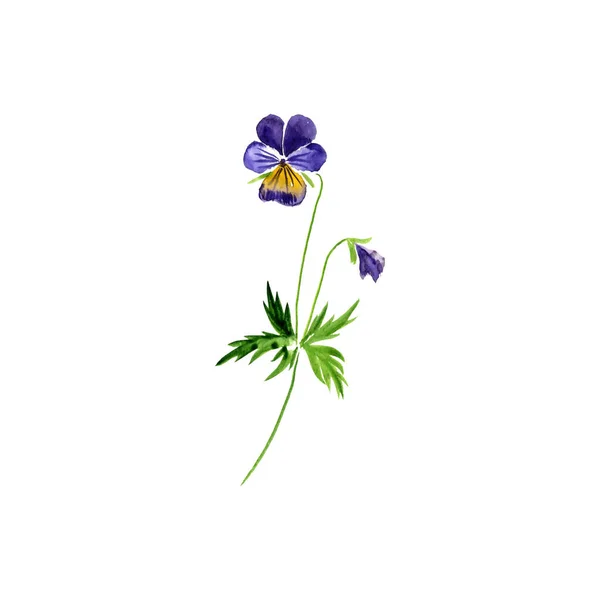 Watercolor drawing wild pansy — Stock Photo, Image