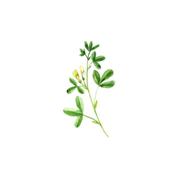 Watercolor drawing fenugreek — Stock Photo, Image