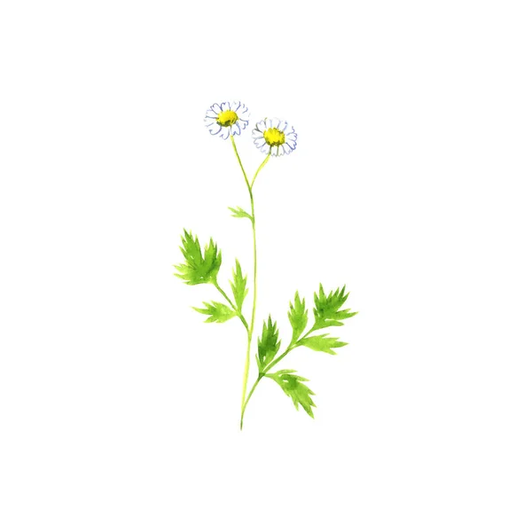 Aquarela desenho feverfew — Fotografia de Stock