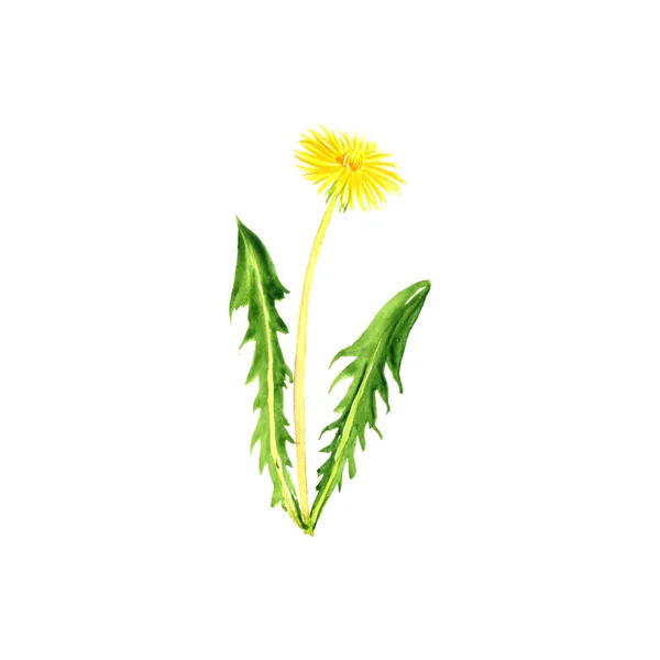 Watercolor drawing dandelion — Stock Photo, Image