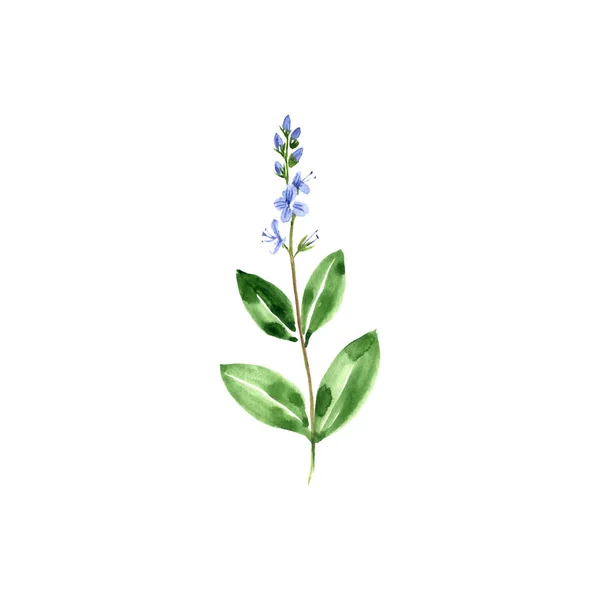 Aquarellzeichnung Speedwell — Stockfoto