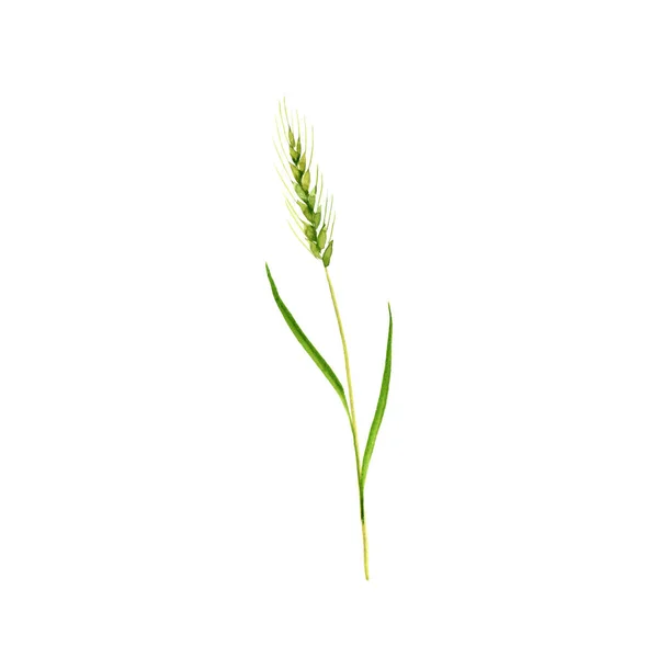 Akvarel kreslení wheatgrass — Stock fotografie