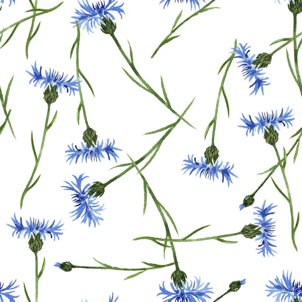 Bezešvé vzor s akvarelem kreslení chrpy květiny — Stock fotografie