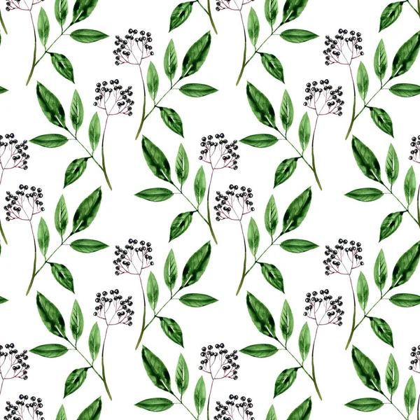 Seamless pattern with watercolor drawing elderberry — Stock Photo, Image