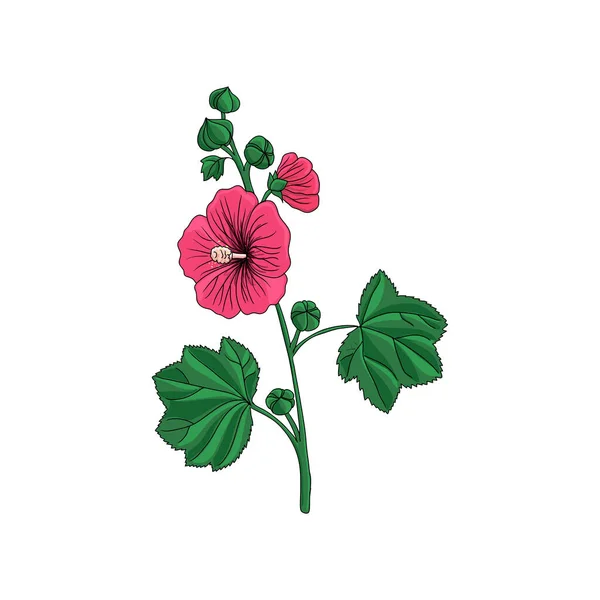 Vectortekening Hollyhock-installatie — Stockvector