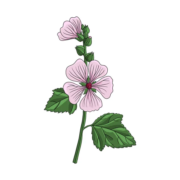 Disegno vettoriale Marsh-mallow — Vettoriale Stock