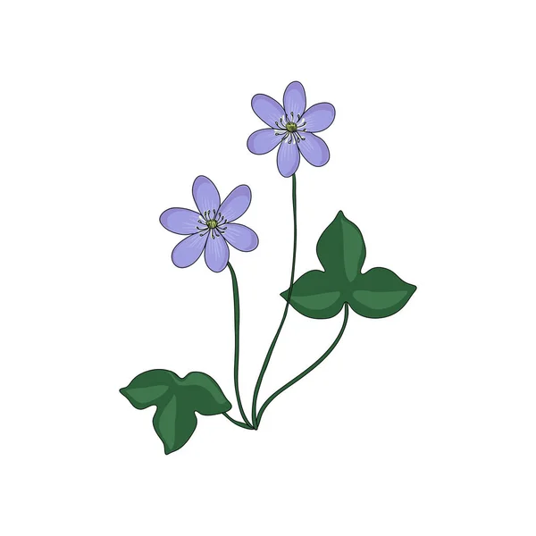 Desenho vetorial hepatica — Vetor de Stock