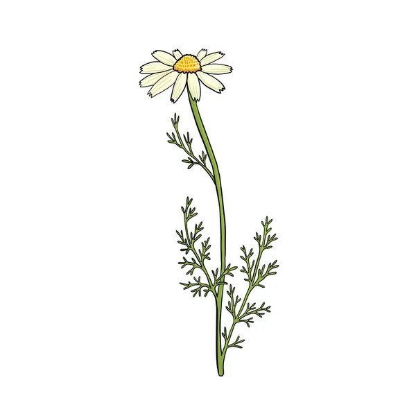 Vector drawing chamomile — Stock Vector