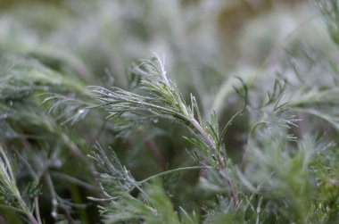 Wild grass after rain