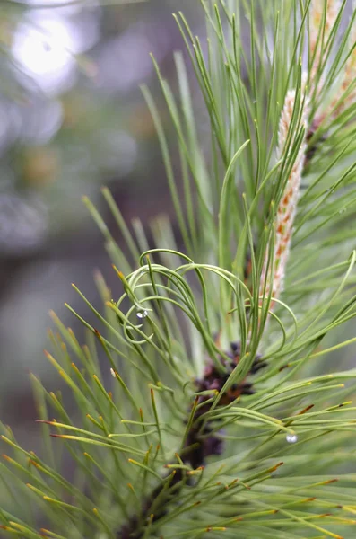 Monogram Pine Needles Branch — Stock Photo, Image