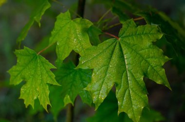Sulu genç akçaağaç yağmurdan sonra yaprakları. Bulanık arka plan