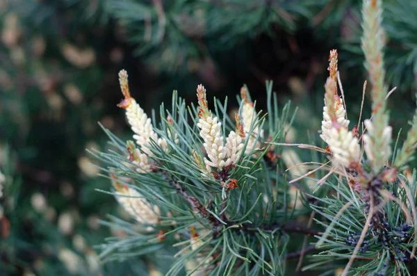 Bir Noel Ağacında Mum Lar Gibi Genç Çam Çiçekli Sürgünler — Stok fotoğraf