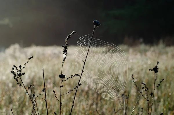 Cobweb in dry stalks of last year\'s grass. Sunrise in the morning forest.