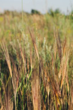 Bir alanda güneş ışığı altında sivri iğneler ince, uzun, sert, kahverengi iplikler.