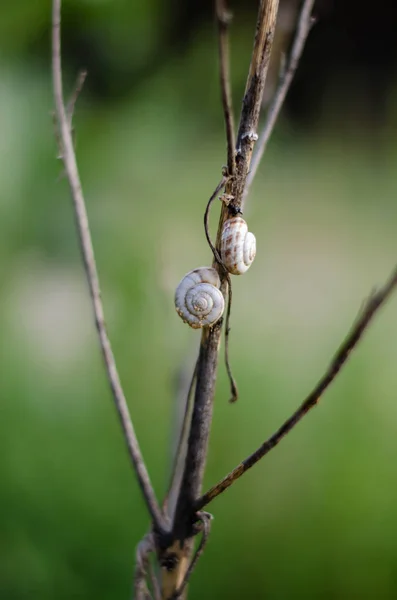 Twee Slakken Kruipen Een Droge Stalk Punt Focus Sterke Vervaging — Stockfoto