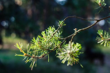 çam sulu dalı. Güneş ışığında parlak yeşil iğneler. Bulanık bir alana karşı bir dal.