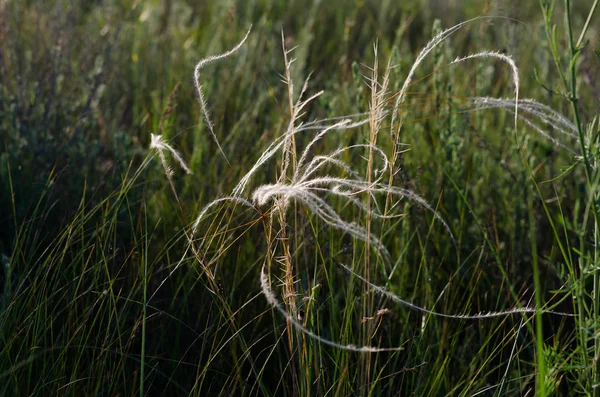 Steppe Kovyl Thin Threads Steppe Grass Silver Stalk Cobwebs Running — Stock Photo, Image