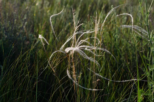 Steppe Kovyl Threads Finos Grama Estepe Teias Aranha Talo Prata — Fotografia de Stock