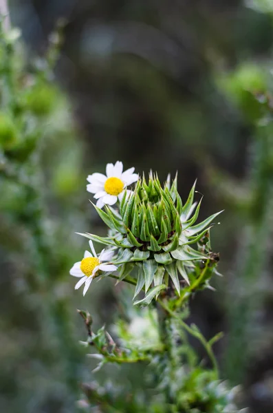 Cardo Spinoso Circondato Margherite Delicate Dolcezza Spinosa — Foto Stock