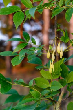 Yaz gününün güneşinde genç ağaç külleri. Kahverengi ağaç gövdelerinin üzerinde yeşil yapraklar. Arka plan bulanık. Önplana odaklan.