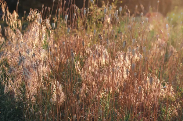 Feldmohn Blühte Sonnenerwärmte Mohnköpfe Inmitten Gelber Ähren Von Feldgräsern Sommerradeln — Stockfoto
