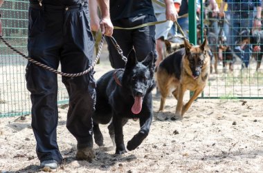 Özel bir alanda köpekleri eğitmeye başlayın. Sahipleri ile Çoban tasmalar üzerinde içeri geliyor