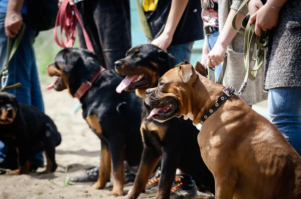 Eğitim hizmeti köpekleri. Eğitim ekipleri. Özel eğitim sitesi.