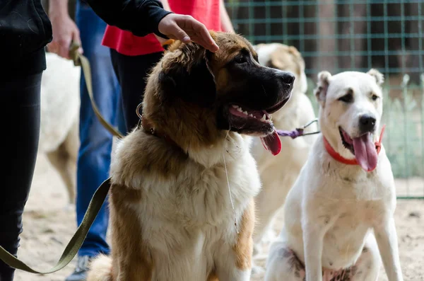Moskova bekçi köpeği ve Orta Asya çoban bir köpek işleyicisi ile sınıfta. Sıralarını bekliyorum.