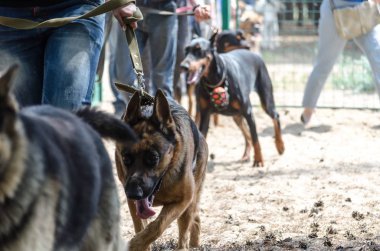 Eğitim yerinde köpekler tarafından özel test teslimat. Köpek Federasyonu